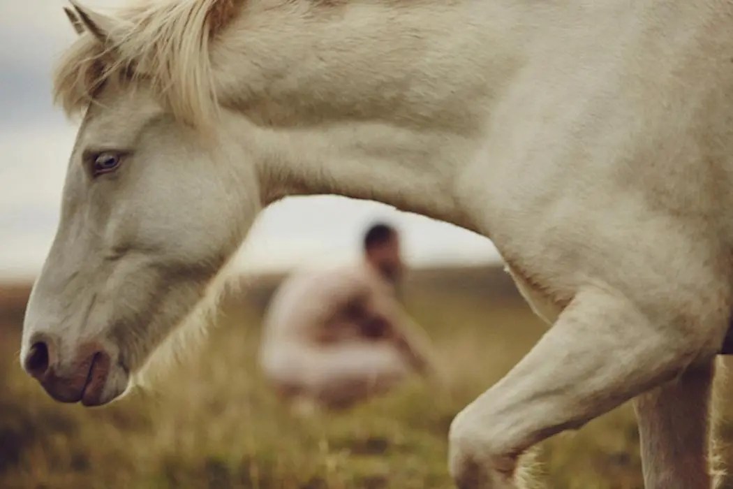 The Horse as a&nbsp;Muse